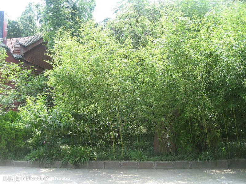 供应用于绿化的北京竹子批发早园竹紫竹金镶玉竹子图片