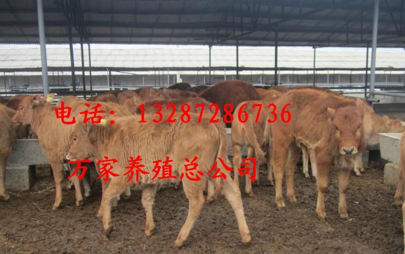 供应牛苗价格鲁西黄牛小牛苗价格2-3个月的小牛苗多少钱