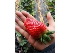 供应草莓种植基地大量草莓上市销售图片
