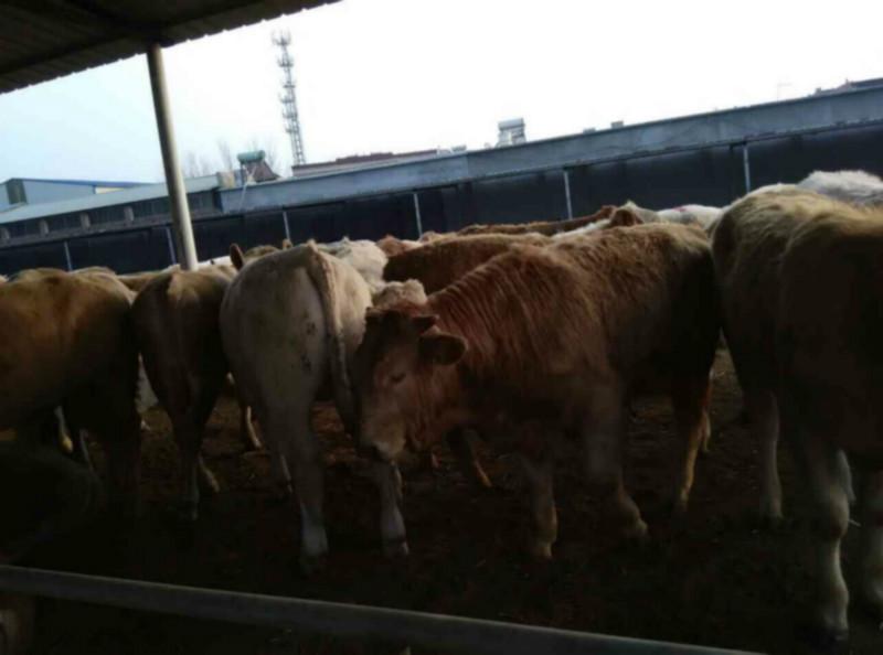 产量最高的肉牛养殖场批发