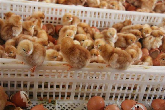 供应厂家出售蛋鸡鸡苗