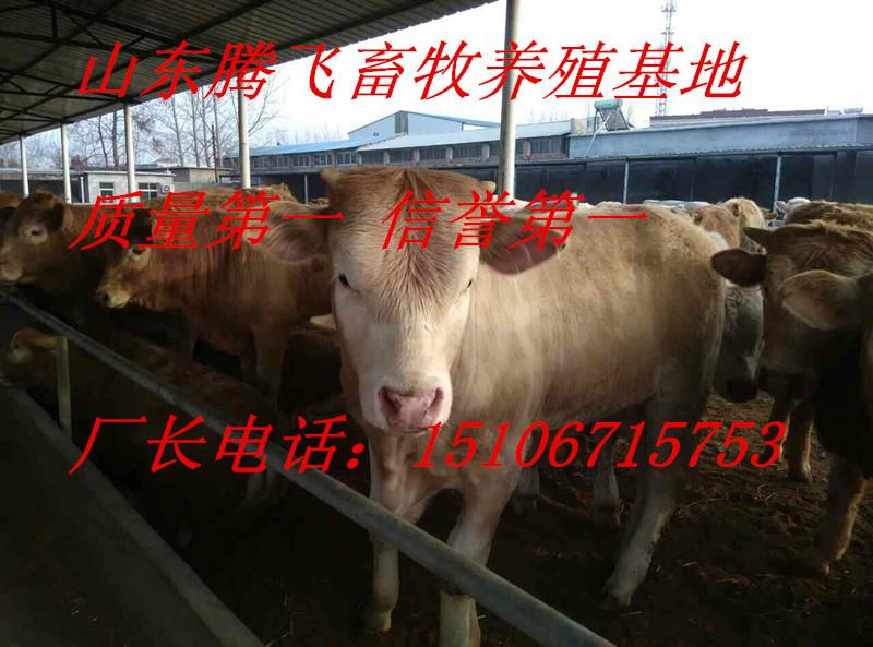 潍坊的牛价格批发