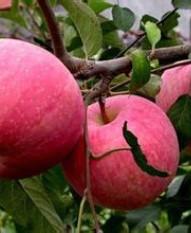 供应用于苹果种植园的矮化苹果树苗-矮化苹果树苗价格-优质矮化苹果树苗批发-矮化寒富苹果苗找润泽苗木基地图片