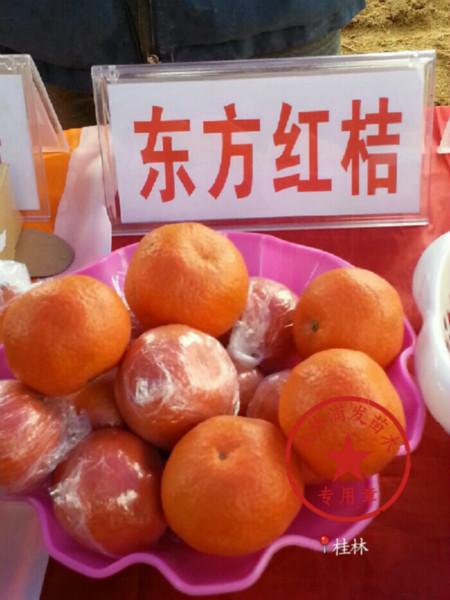 广西东方红橘图片