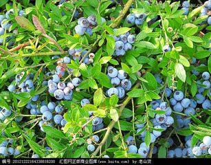 供应蓝莓小苗多少钱，蓝莓小苗怎么卖，蓝莓小苗哪种最好