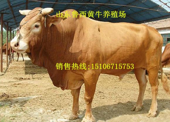供应鲁西黄牛生长周期是多长时间