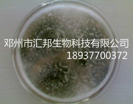 供应哈茨木霉 木霉菌剂 邓州汇邦哈茨木霉菌粉哈茨木霉图片