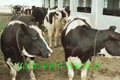 供应高产优质奶牛/哪里有高产优质奶牛/山西奶牛肉牛养殖基地