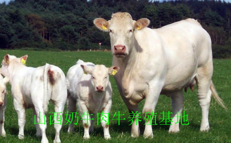 供应肉牛育肥牛/奶牛育肥牛/优质高效育肥牛