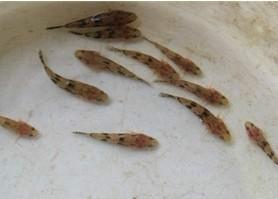 供应笋壳鱼批发，惠州笋壳鱼苗养殖中心，笋壳鱼价格