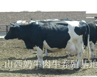 供应江苏奶牛/奶牛养殖技术/奶牛养殖厂/奶牛饲养图片