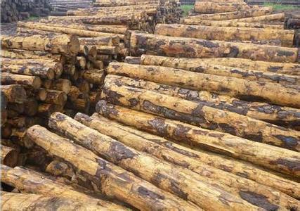 供应欧洲云杉板材,云杉板材,云杉木材,云杉规格材