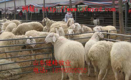 供应全国各地活羊价格图片