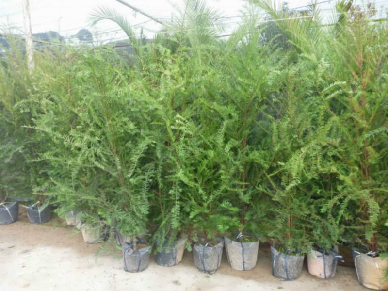 广西红豆杉小苗种植园供应|红豆杉小苗基地种植技术|红豆杉小苗采购