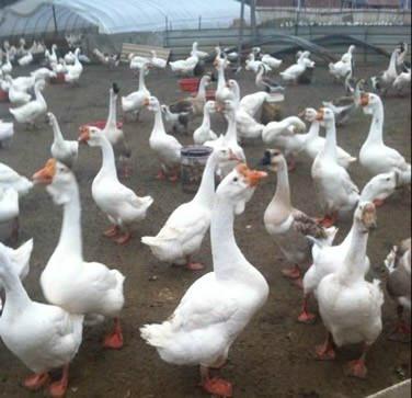供应枣庄纯种大白鹅，纯种大白鹅，纯种大白鹅枣庄孵化场