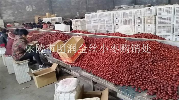 供应新疆红枣厂家和田骏枣批发价格若羌灰枣价格