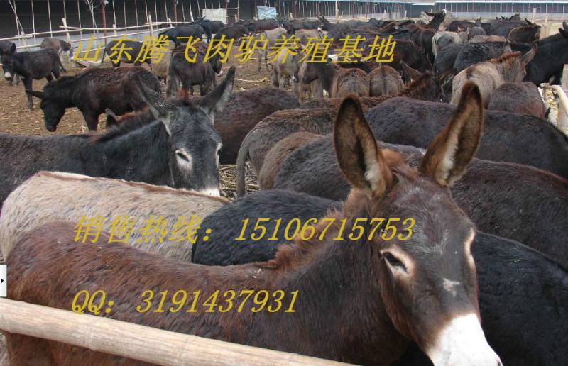 供应重庆的肉驴苗多少钱 重庆肉驴苗价格