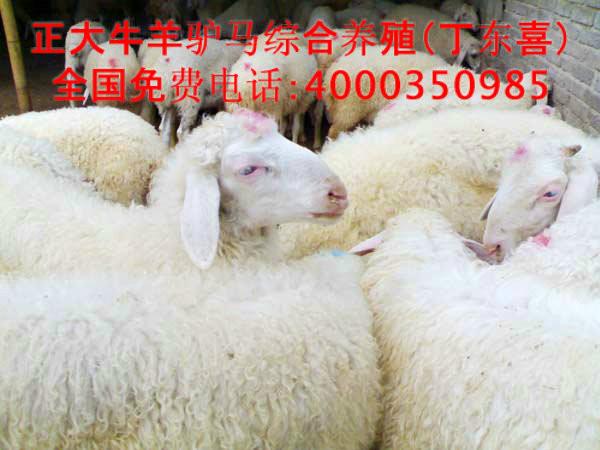 供应山东正大牧业出售怀胎小尾寒羊母羊应图片