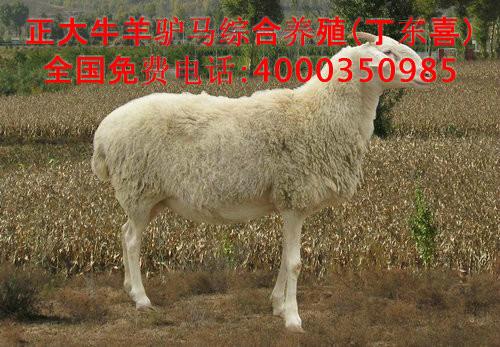 济宁市山东小尾寒羊大型养殖场厂家供应山东小尾寒羊大型养殖场