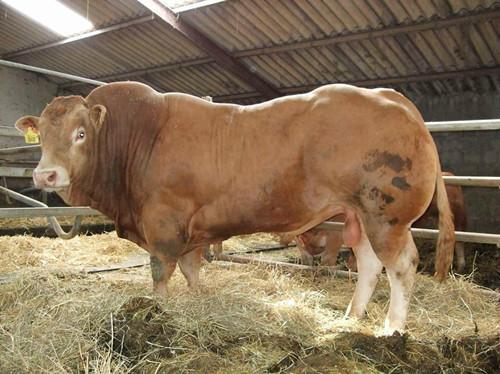 纯种鲁西黄牛种公牛的最新价格批发