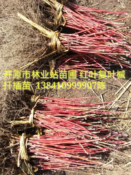供应郑州地区彩叶绿化树苗哪里有卖的，郑州地区红叶复叶槭小苗接穗哪里卖