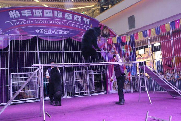 广州市广州马戏团表演/马戏团动物出租厂家供应广州马戏团表演/马戏团动物出租