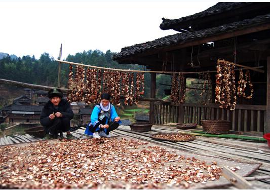 九江市厂家批发野生香菇供应商厂家供应厂家批发野生香菇供应商
