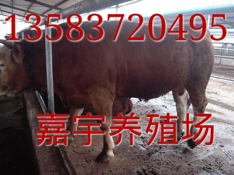 供应用于肉牛加工制品的山东嘉宇养殖场出售肉牛肉驴，山东嘉宇肉牛养殖场，肉牛批发场