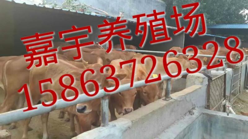 供应肉牛犊价格