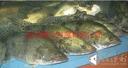 供应广东桂花鱼的价值，广东桂花鱼批发，广东桂花鱼价格