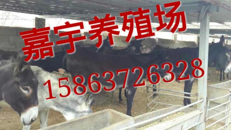 济宁市山东大型牛羊驴交易市场厂家