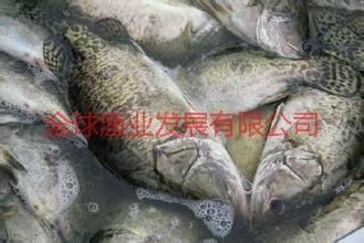 供应广州桂花鱼，桂花鱼多少钱一斤，桂花鱼批发