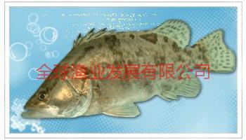 供应广州优质桂花鱼，广州优质桂花鱼批发，广州优质桂花鱼价格
