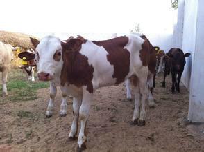 供应西门塔尔牛肉牛犊多少钱斤西门塔尔牛养殖基地