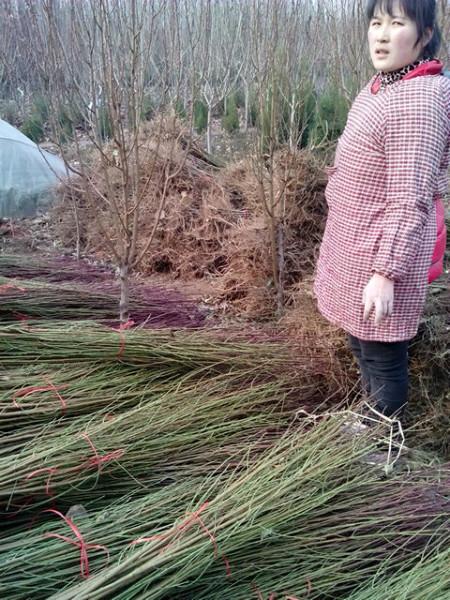 供应龙柱碧桃小苗，山东龙柱碧桃小苗批发基地，出售碧桃小苗