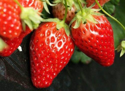 供应直销优质山东脱毒草莓苗，中国草莓苗批发中心，