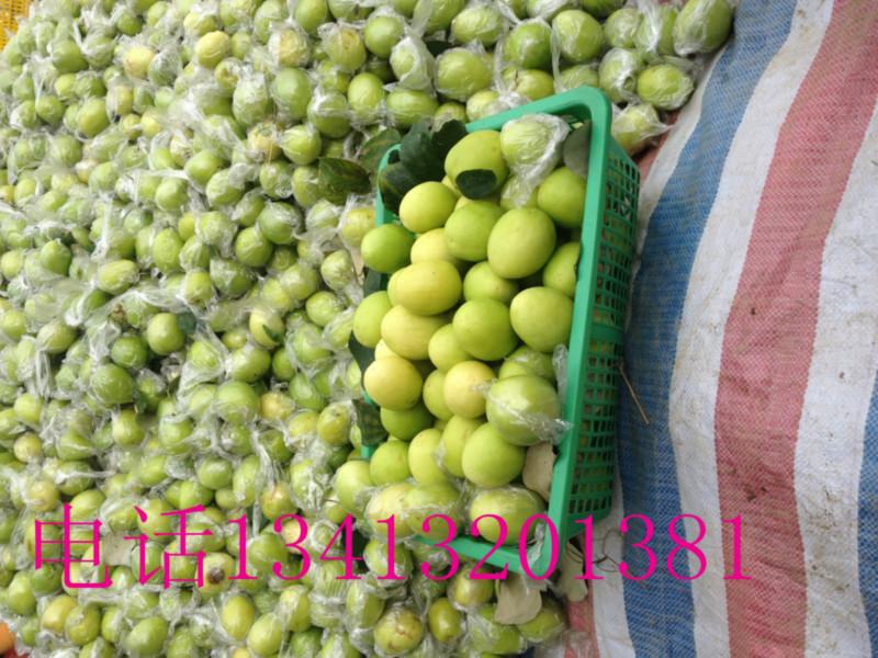 蜜丝枣专业种植基地大量批发批发