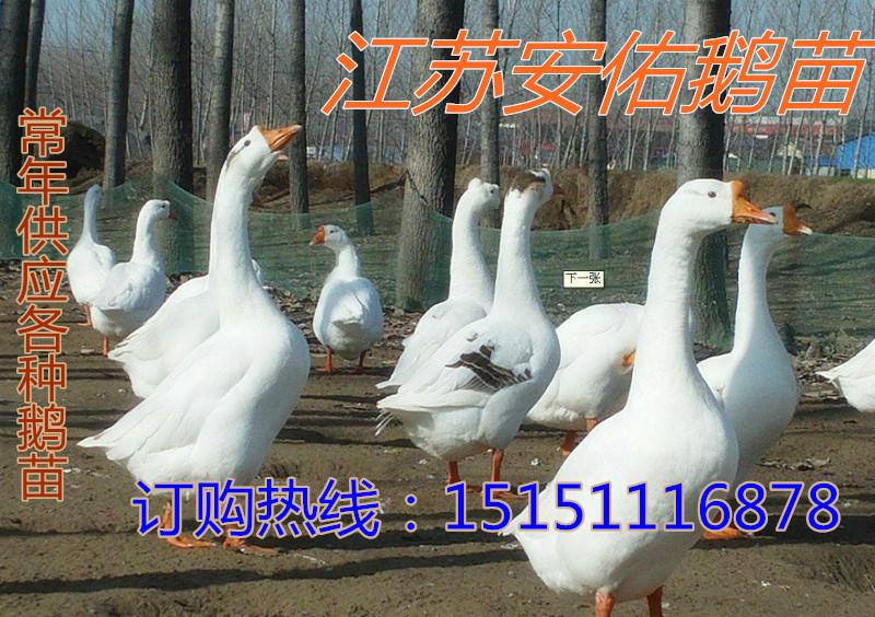 供应杭州鹅苗价格行情图片
