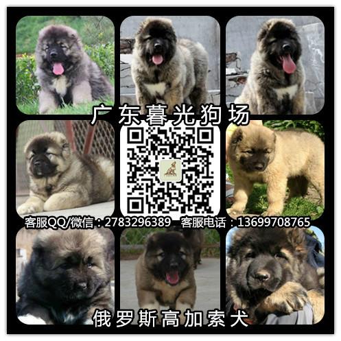 供应广州高加索广州纯种俄罗斯高加索犬出售 广州巨型高加索价格 高加索