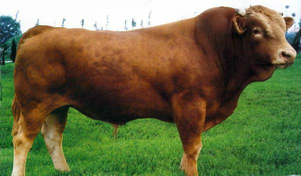 贵州肉牛大型养殖场种牛养殖技术小牛犊市场行情