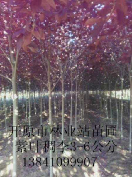 供应紫叶稠李小苗吴中市供应商价格，吴中地区有什么好品质彩叶树