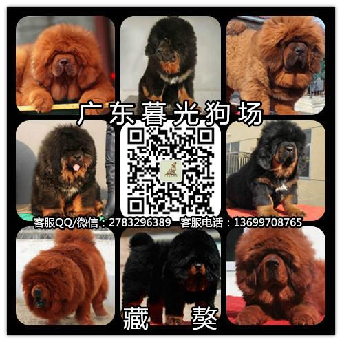 供应藏獒幼犬 广州藏獒犬大概多少钱 广州藏獒犬价格 暮光狗场