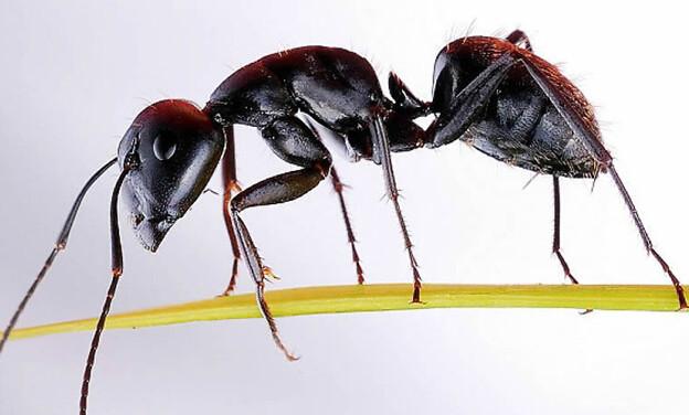 供应黑蚂蚁超微粉代加工黑蚁粉加工厂家