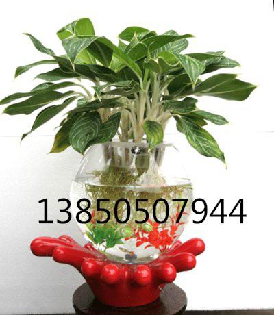 供应用于水培花卉的9833水培花瓶，各种型号的凯奇盆艺专用花瓶，花鱼共生瓶