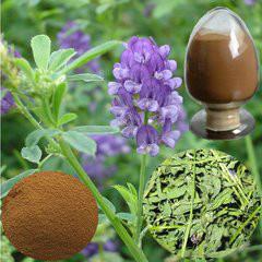 供应用于降血脂紫花苜蓿提取物