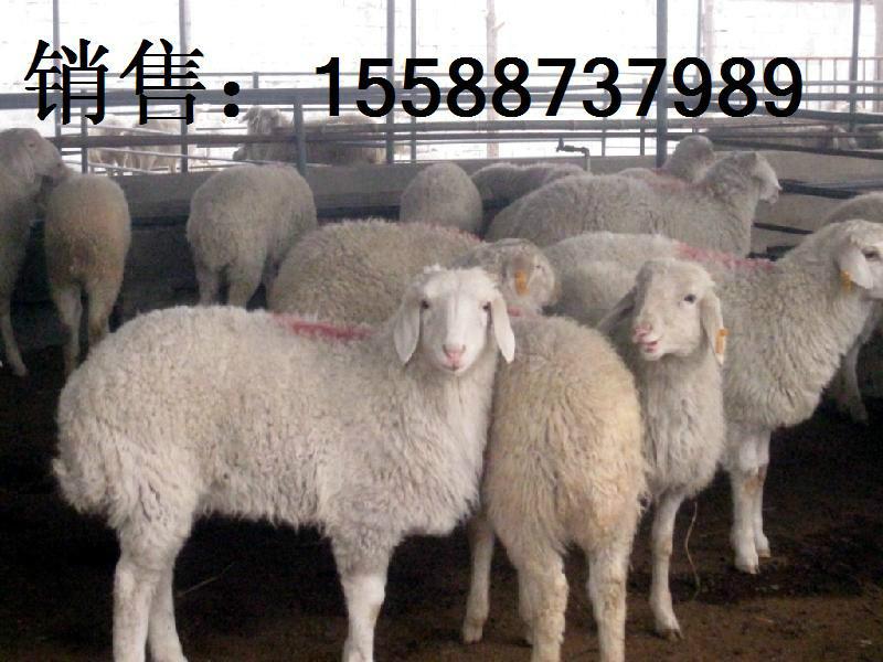 供应黑龙江肉羊养殖基地