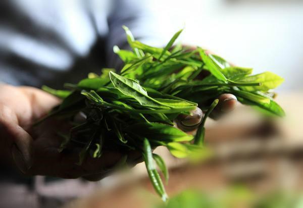 供应国宝绿茶—太平猴魁/基地直供
