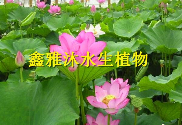 供应钦州荷花种植种苗销售公司，安新县鑫雅沐水生植物种植公司