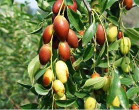 供应枣树采摘基地无公害，绿色食品