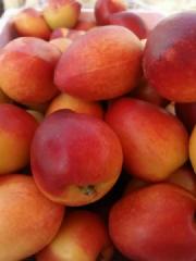 供应大棚油桃基地价格   山东油桃现在什么价格  哪里的油桃便宜